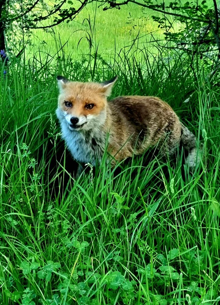 Parco Nazionale d'Abruzzo2 Abruzzo Incoming